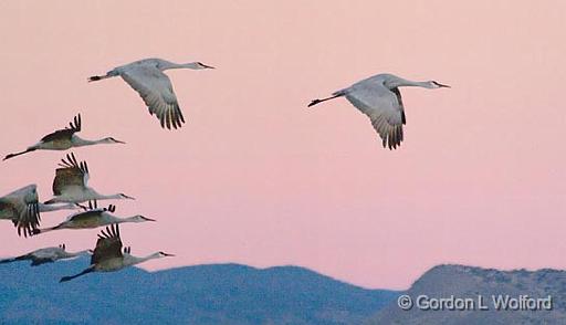 Sandhill Dawn Fly-out_73733.jpg - Sandhill Cranes (Grus canadensis) in flightPhotographed in the Bosque del Apache National Wildlife Refuge near San Antonio, New Mexico, USA.